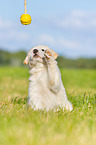Puppy in the meadow