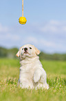 Puppy in the meadow