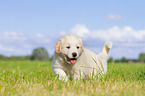 Puppy in the meadow