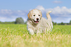Puppy in the meadow