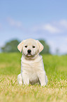 Puppy in the meadow