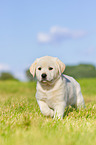 Puppy in the meadow