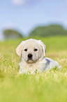 Puppy in the meadow