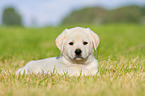 Puppy in the meadow