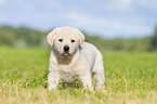 Puppy in the meadow