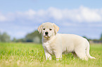 Puppy in the meadow