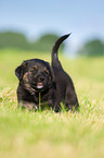 Puppy in the meadow