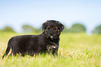 Puppy in the meadow
