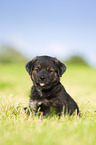 Puppy in the meadow