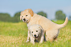 Puppies in the meadow