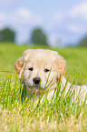 Puppy in the meadow