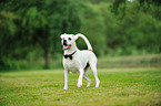 Boxer-Pointer