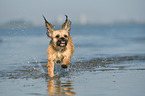 running Shih-Tzu-Mongrel