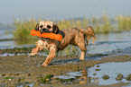 playing Shih-Tzu-Mongrel
