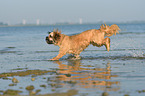 running Shih-Tzu-Mongrel
