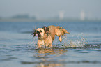 running Shih-Tzu-Mongrel