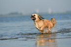 running Shih-Tzu-Mongrel