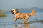 running Shih-Tzu-Mongrel