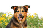 Bernese-Mountain-Dog-Shepherd Portrait