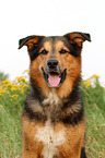 Bernese-Mountain-Dog-Shepherd Portrait