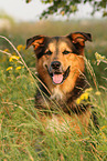 Bernese-Mountain-Dog-Shepherd Portrait