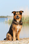 sitting Bernese-Mountain-Dog-Shepherd
