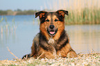 lying Bernese-Mountain-Dog-Shepherd