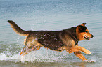 running Bernese-Mountain-Dog-Shepherd