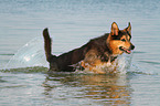 running Bernese-Mountain-Dog-Shepherd