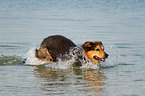 running Bernese-Mountain-Dog-Shepherd