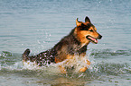 running Bernese-Mountain-Dog-Shepherd