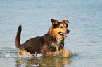 running Bernese-Mountain-Dog-Shepherd