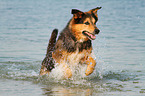 running Bernese-Mountain-Dog-Shepherd