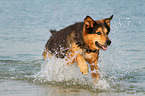 running Bernese-Mountain-Dog-Shepherd