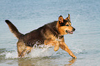 running Bernese-Mountain-Dog-Shepherd