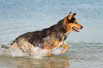 running Bernese-Mountain-Dog-Shepherd