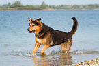 running Bernese-Mountain-Dog-Shepherd