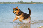 running Bernese-Mountain-Dog-Shepherd