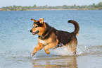 running Bernese-Mountain-Dog-Shepherd