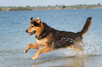 running Bernese-Mountain-Dog-Shepherd