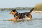 running Bernese-Mountain-Dog-Shepherd