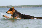 running Bernese-Mountain-Dog-Shepherd