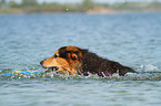 playing Bernese-Mountain-Dog-Shepherd