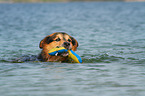 playing Bernese-Mountain-Dog-Shepherd