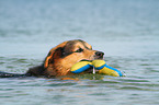 playing Bernese-Mountain-Dog-Shepherd