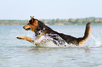 running Bernese-Mountain-Dog-Shepherd