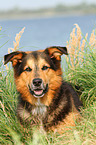 lying Bernese-Mountain-Dog-Shepherd