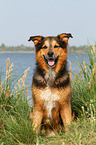 sitting Bernese-Mountain-Dog-Shepherd