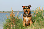 sitting Bernese-Mountain-Dog-Shepherd