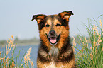 Bernese-Mountain-Dog-Shepherd Portrait